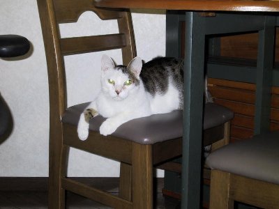 Bony on the chair